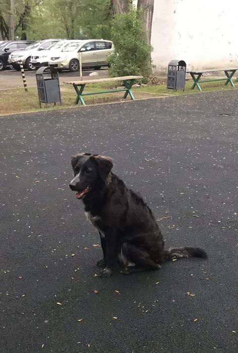 Отдам собачку в добрые руки