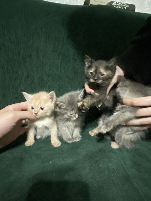 Котята в хорошие руки отдам