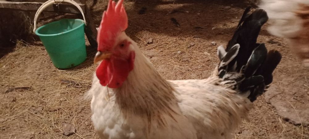 Продаются домашние петушки