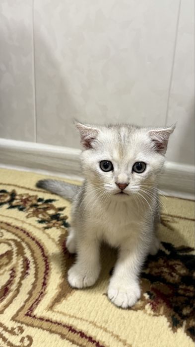 Продаются породисты котята, шиншила