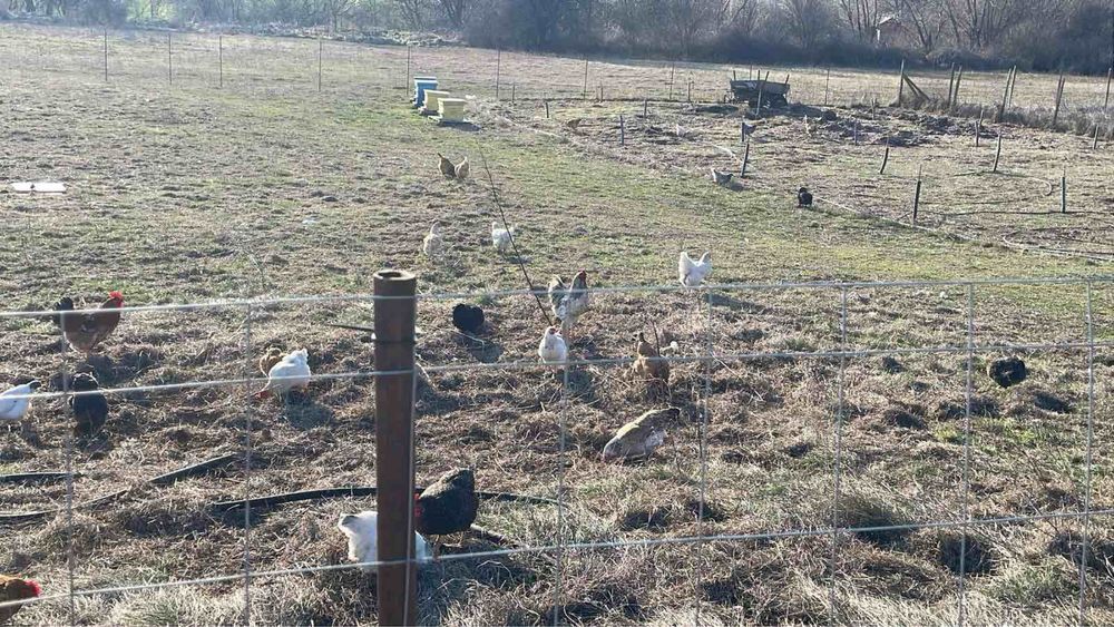 Малки пиленца от свободни селски кокошки