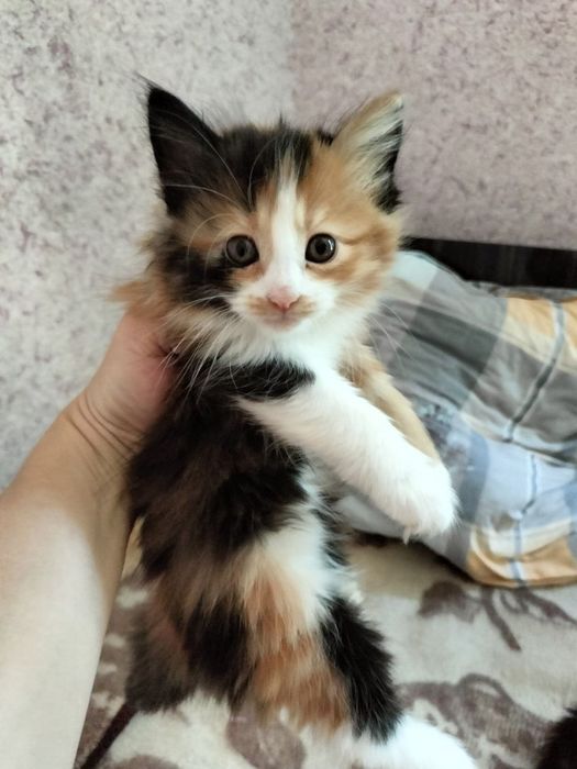 отдаются котята в хорошие руки!