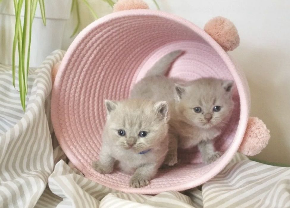 Британски и Шотландски котенца