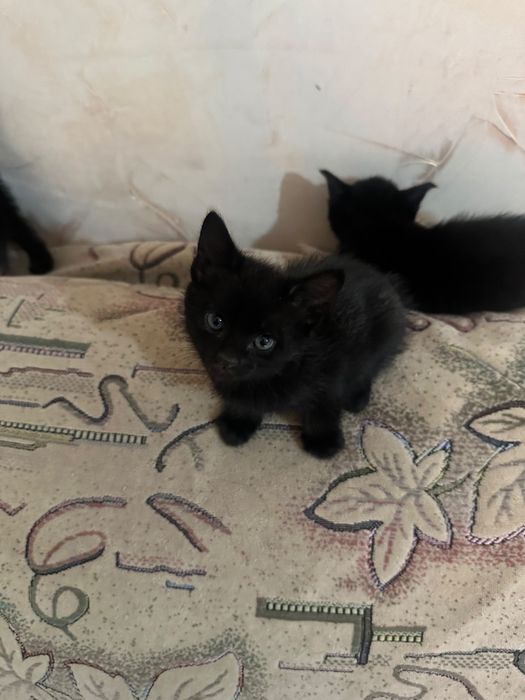 Отдам котят бесплатно
