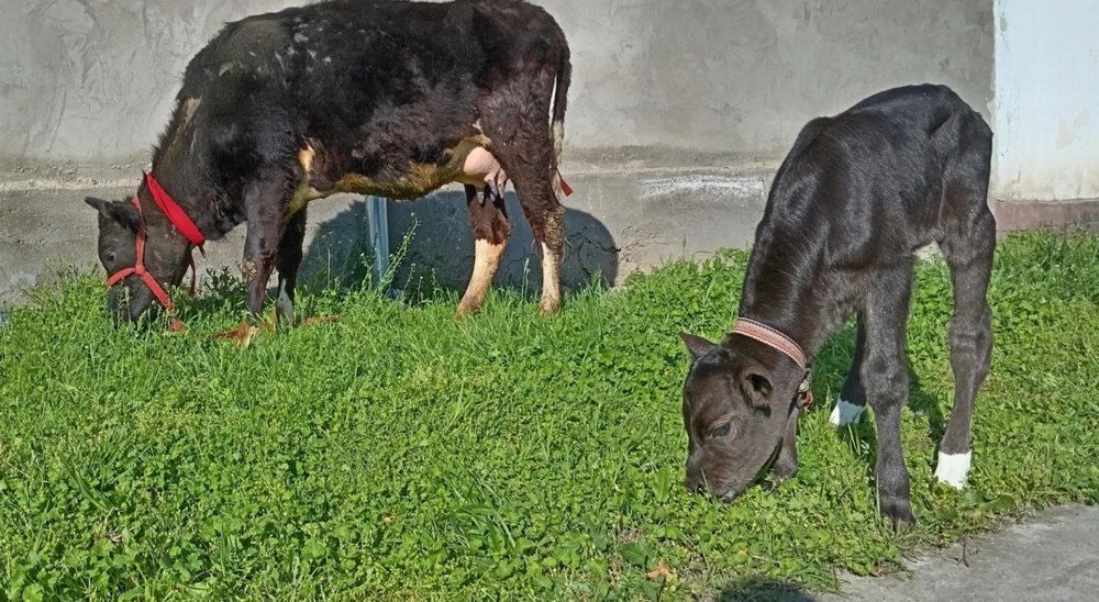 Ona bola sigirllar sotiladi