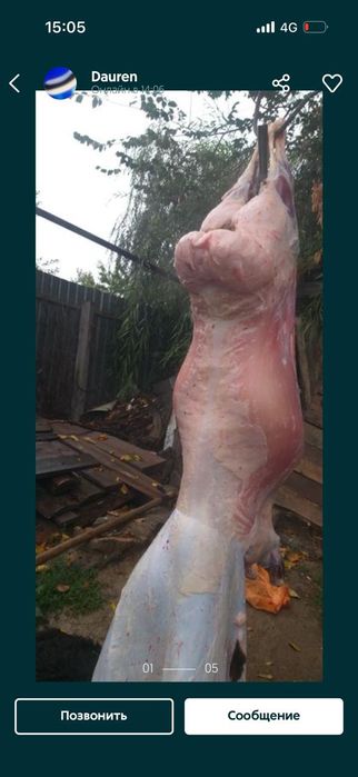 Кой кошкар токты баран