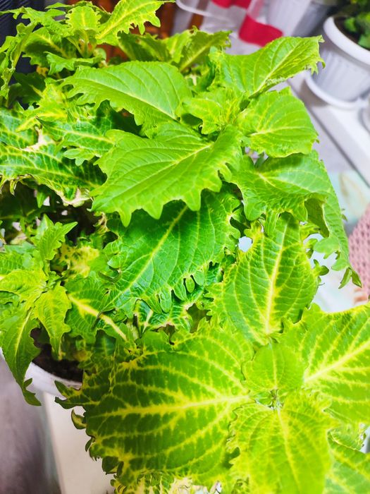 Цветы  комнатные