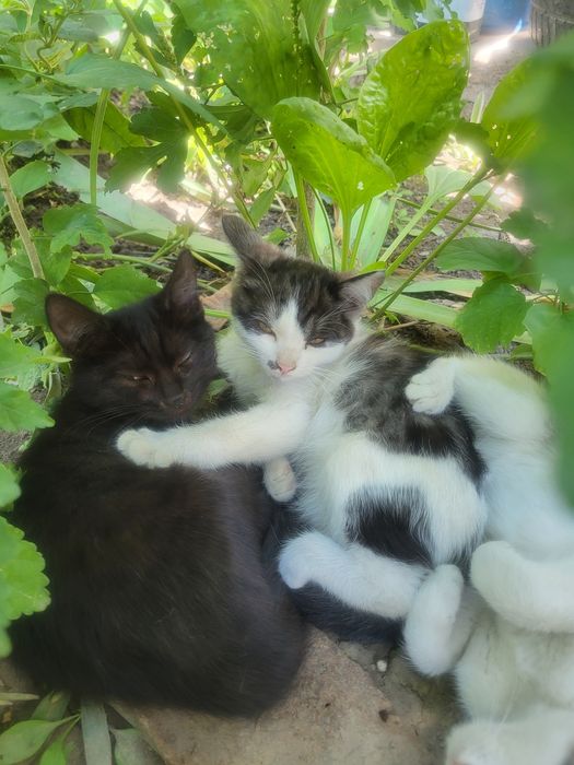 Кошка отдам в добрые руки