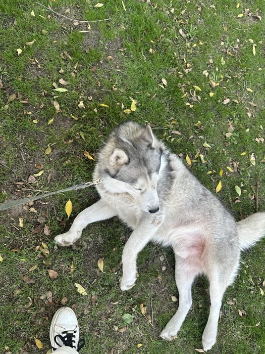 Хаски мальчикккк