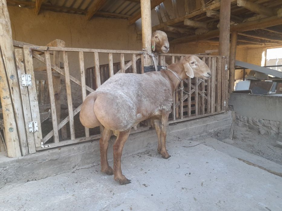 Edilbay qoʻchqorlar sotiladi zot oliwga zur,quloqlari butun qurbonlik