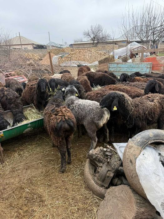 Кой бар адеми пародисты