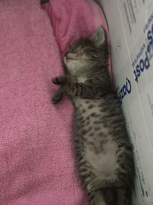 Котенок в добрые руки