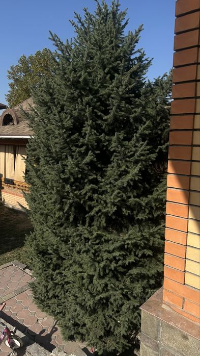 Ель 5-6м самовывоз
