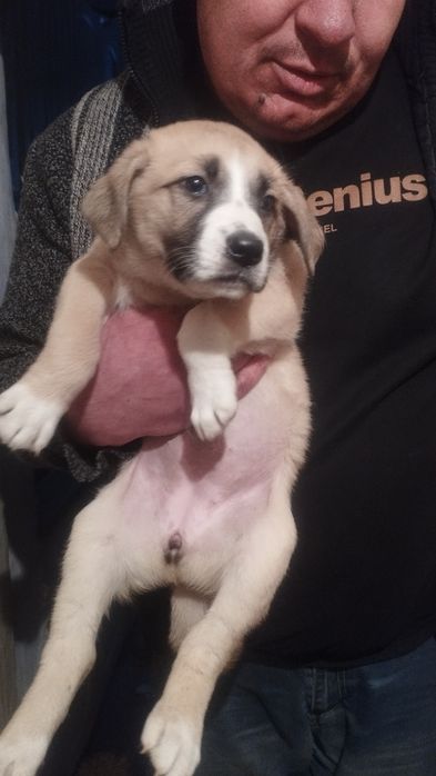 Отдам в хорошие руки