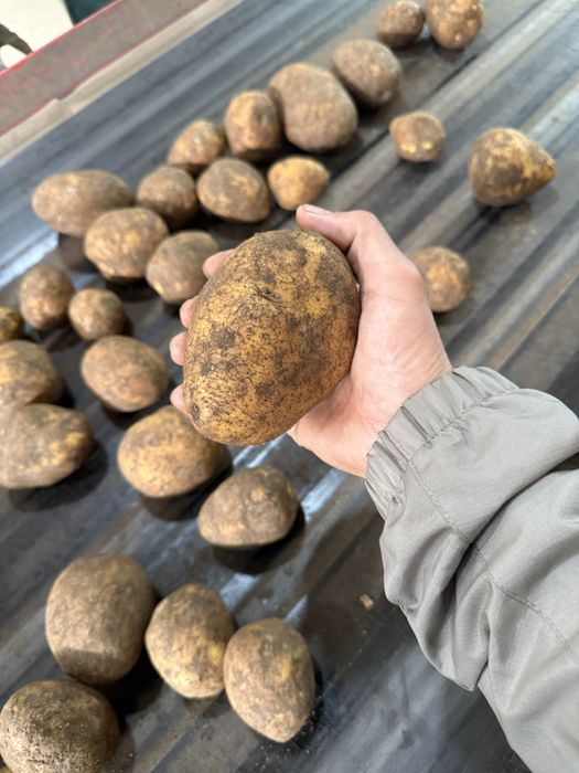 Продажа картофель 150-140 тенге оптом