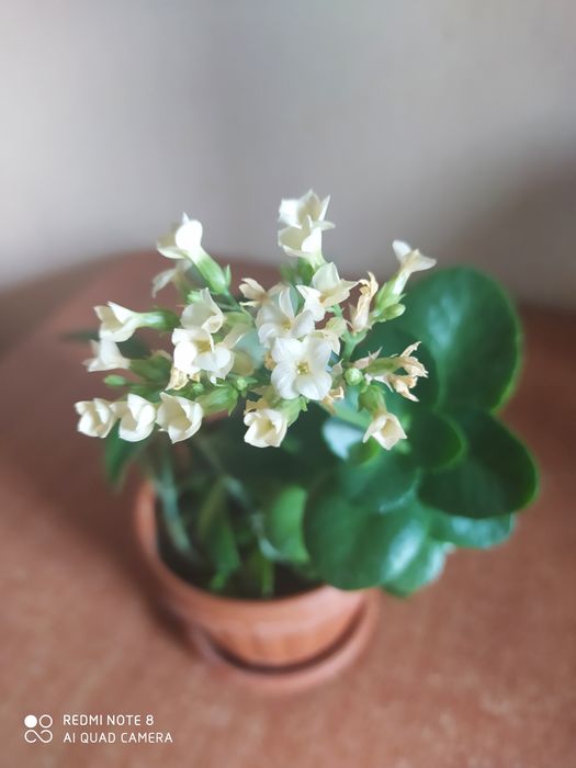 Продам комнатные цветы.