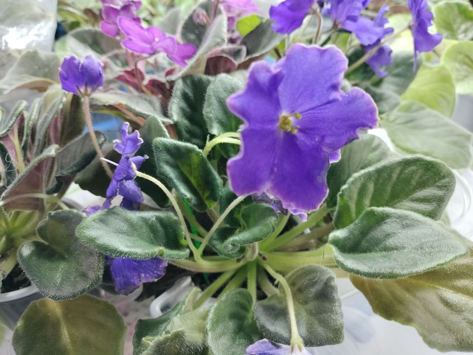 Цветущие взрослые фиалки