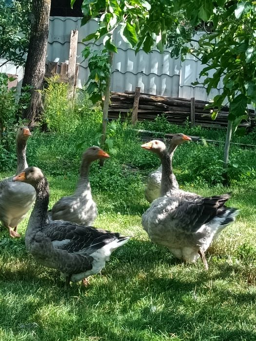 Gâște de vânzare