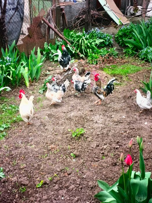 Оплодени яйца от Декоративни кокошки