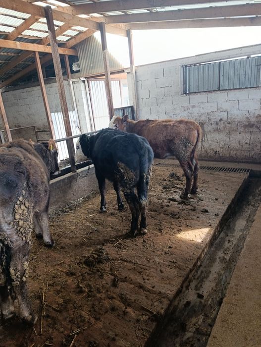 Продаются тёлки годовалые