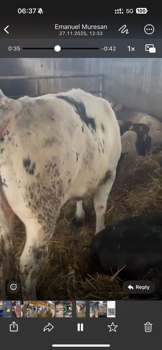 Tăurasi de vânzare