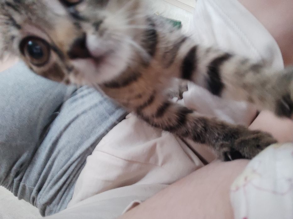 Котенок девочка скотиш фолд