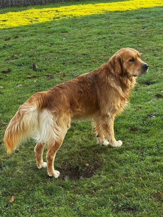 Голдън ретривър игриво момченце