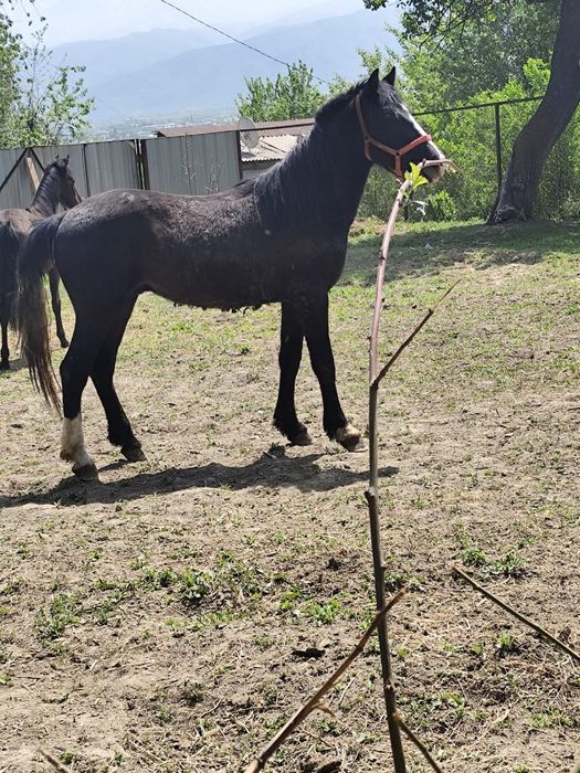 Орловский  рысак лошадь