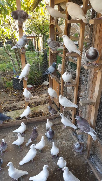 Ocazie! Vand porumbei voiajori albi si de concurs, recent deparazitati