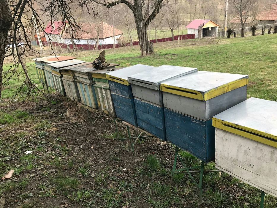 Schimb stupi , famili de albine pentru teren