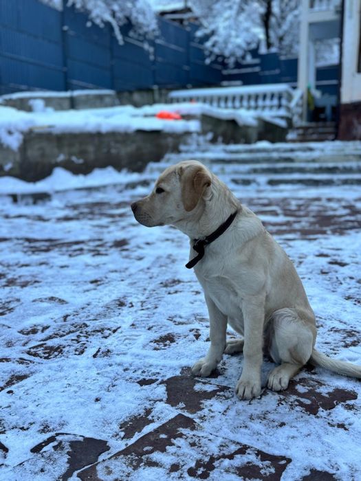 Лабрадор-ретривер щенок