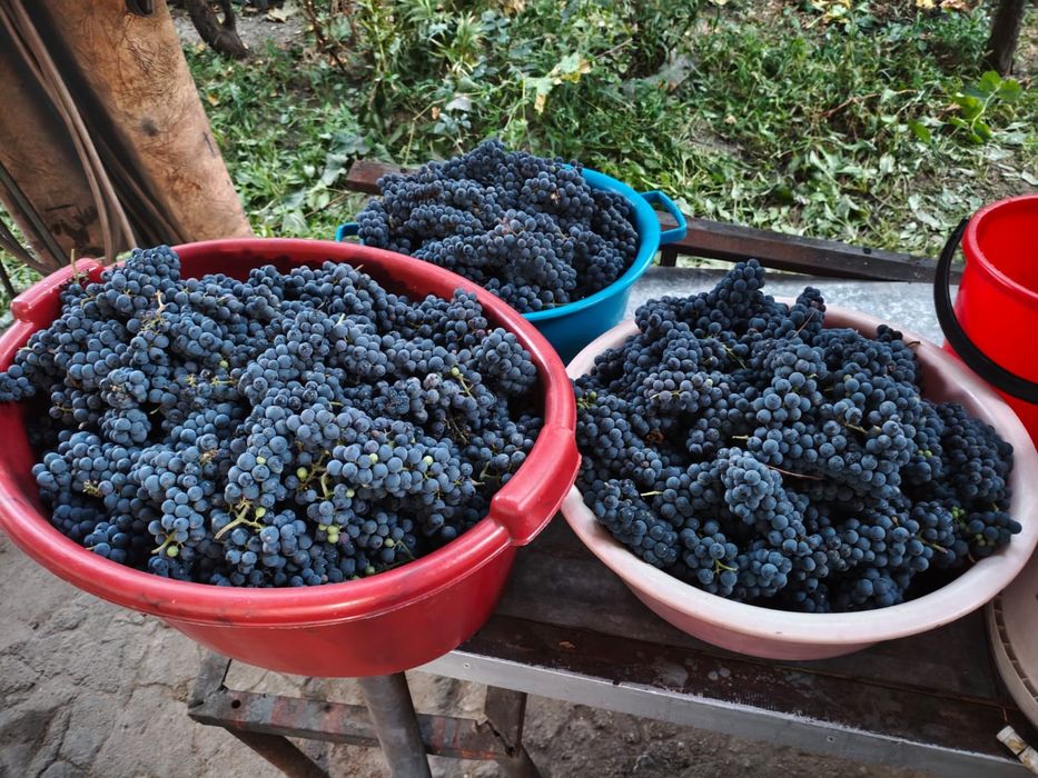 Продам виноград для вина