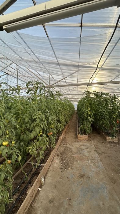 Продам теплицу с 3 домами