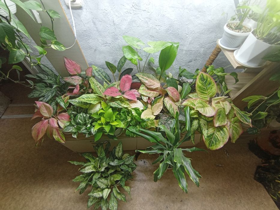 Комнатные растения