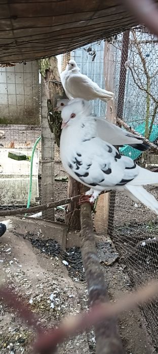 Rațe Smarald , Porumbeii Capucini și Rațe Olandezei