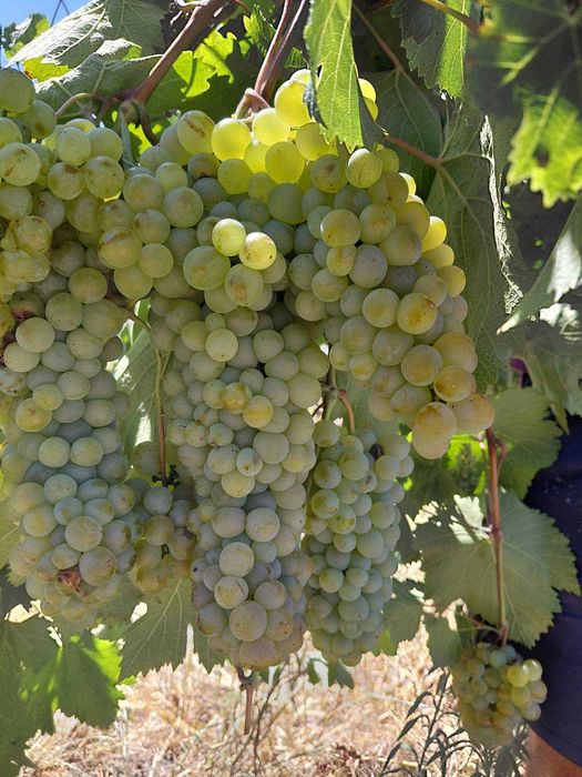 Продавам грозде сорт Ркацители
