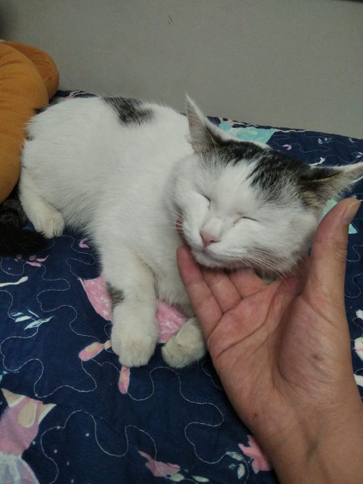 Отдам кошечку в хорошие руки