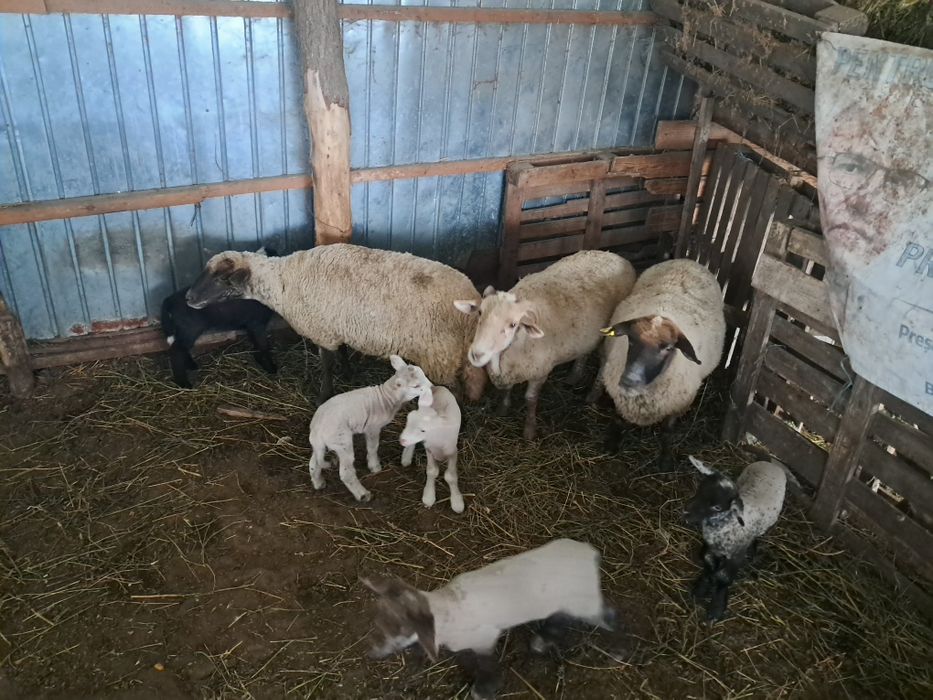 De vanzare 3 OI de rasa si  5 MIEI