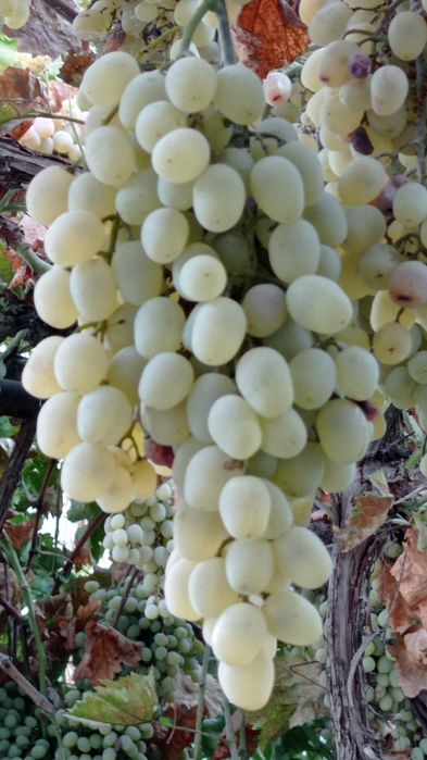 Виноград, Оптом (белые винные сорта) Uzum, Узум