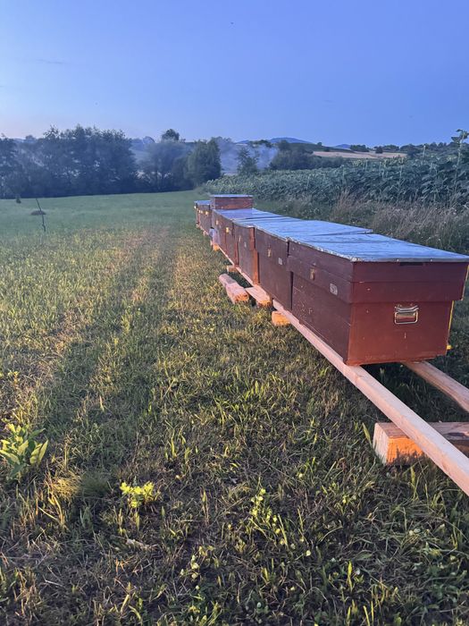 Vand 14 famili de albine