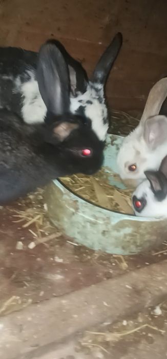 Quyonlar sotiladi arzonchi