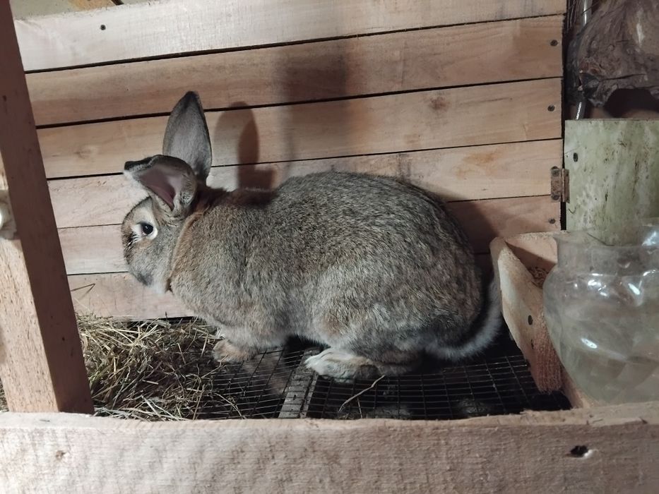 Кролики. Молодняк и взрослые