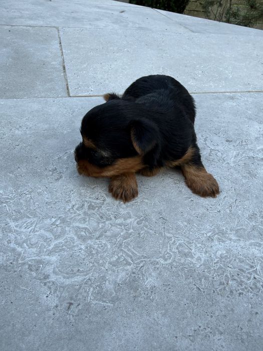 Yorskshire terrier