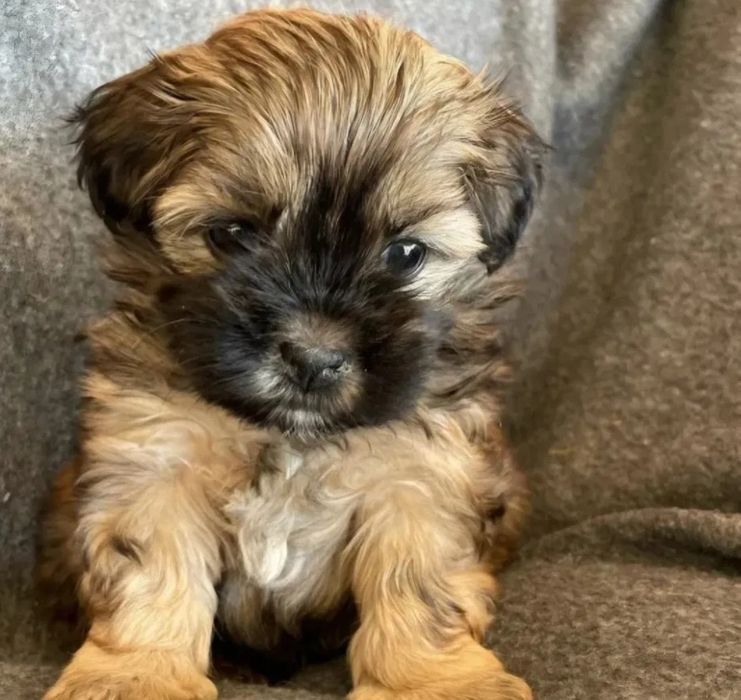 Bichon havanez fetiță 450 lei