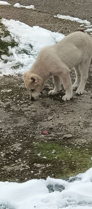 Zoti Aylabay 2 oylik