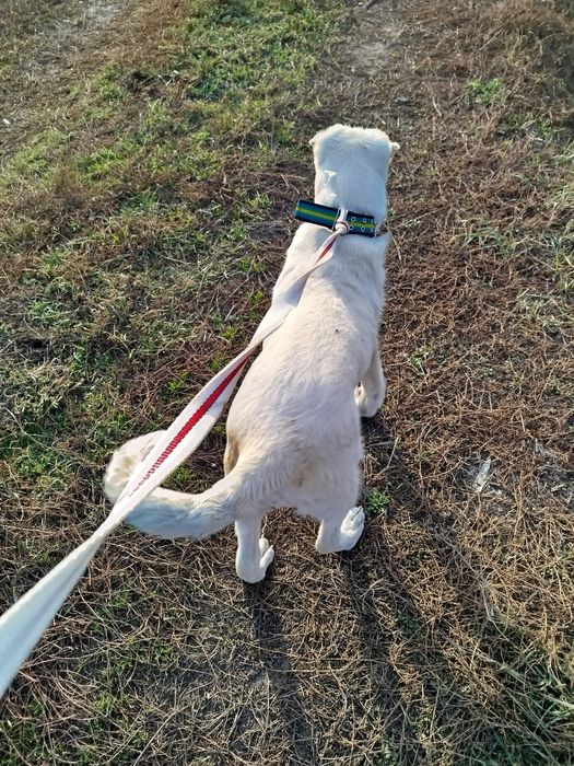 Щинок алобай 5месецов