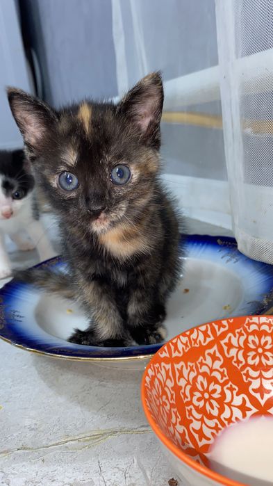 Красивые котятки