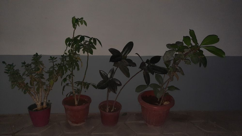 Тувакда гул. 4 хил