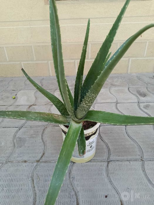 Aloe Vera, dorivor o'simlik