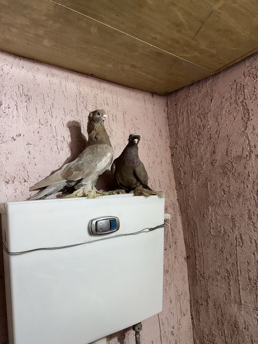 Двухчубые годуби